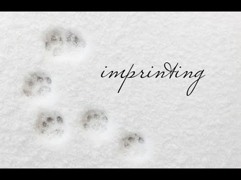Видео: imprinting / Min Tia / озвучка фанфика / вигуки