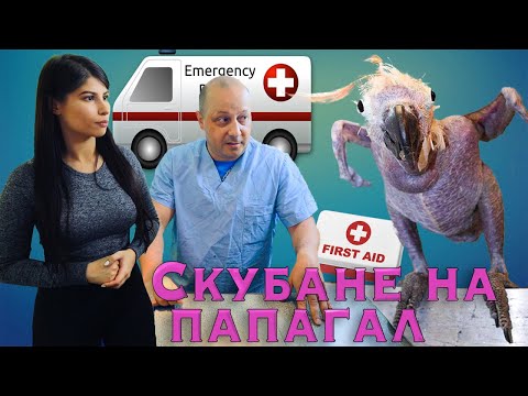 Видео: !СКУБАНЕ НА ПЕРА!-заболяване, медицински проблем с д-р Младенов/FEATHER plucking/PBFD/Polyomavirus