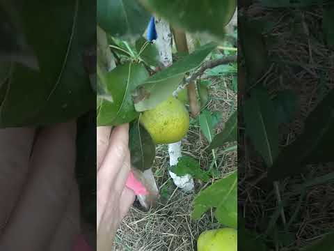 Видео: Колоновидна груша Восторг