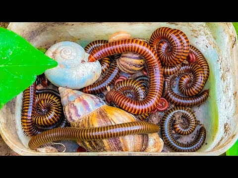Видео: Лучшая из лучших групп ловцов многоножек, сороконожек, скорпионов, улиток