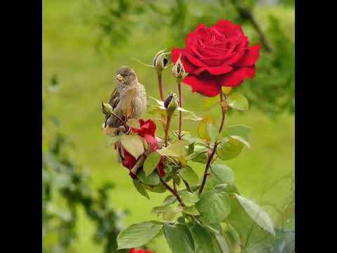 Видео: Жилфер-жилфер жил искәндә....