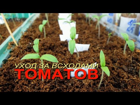 Видео: Уход за всходами ТОМАТОВ! Советы от ЗЕЛЕНОГО ОГОРОДА!