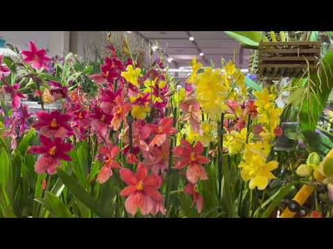 Видео: Дрезден 🌺🌼🌸 Выставка Орхидей