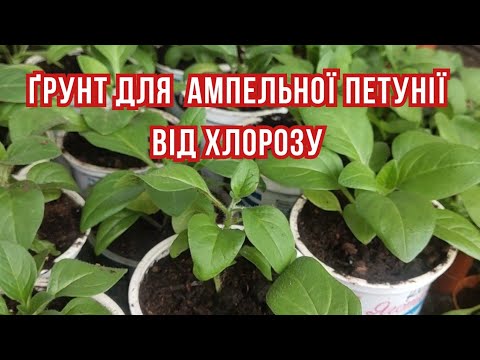 Видео: Чому ампельну петунiю не варто прищипувати