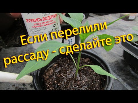 Видео: Что делать если перелили рассаду
