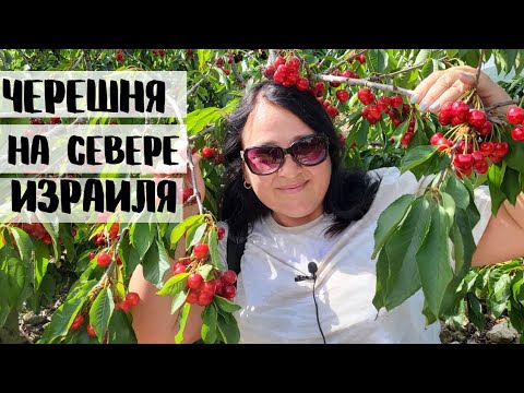 Видео: СЕВЕР ИЗРАИЛЯ. Как мы собирали черешню в Гуш Халяв и заехали в ЯРКУ