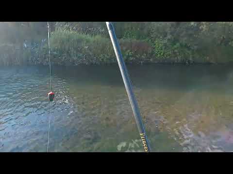 Видео: В поисках хариуса