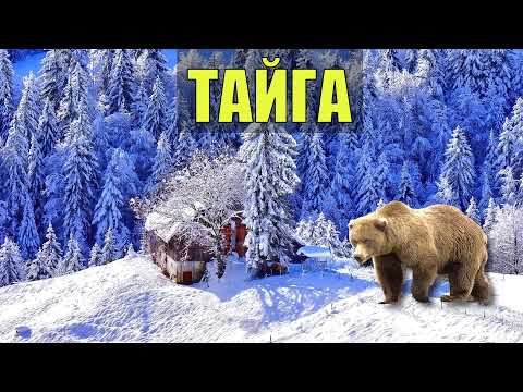 Видео: МЕДВЕДЬ и ДОМ ЛЕСНИКА СЛУЧАЙ в ТАЙГЕ КАК ЖИВУТ на СЕВЕРЕ ОТШЕЛЬНИК СУДЬБА ЧЕЛОВЕКА ЖИЗНЬ в ЛЕСУ