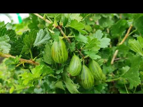 Видео: Английский  крыжовник ТЕЛЕГРАФ! Шок - ягода!)) Омск, 13.07.2025г.