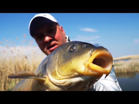 Видео: Ловля ОГРОМНЫХ КАРПОВ прямо под ногами!!! Рыбалка на простую удочку!