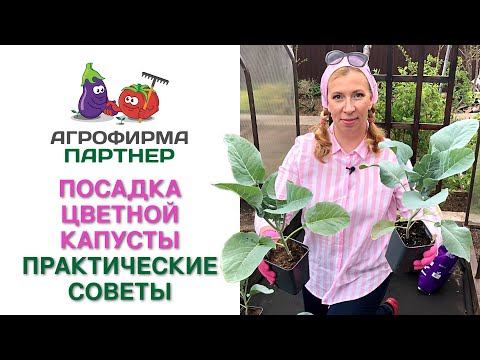 Видео: ПОСАДКА ЦВЕТНОЙ КАПУСТЫ. ПРАКТИЧЕСКИЕ СОВЕТЫ