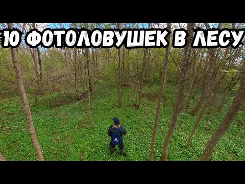 Видео: ✅ЭТОТ ЛЕС КИШИТ ДИКИМИ ЖИВОТНЫМИ ПРОВЕРЯЮ ФОТОЛОВУШКИ