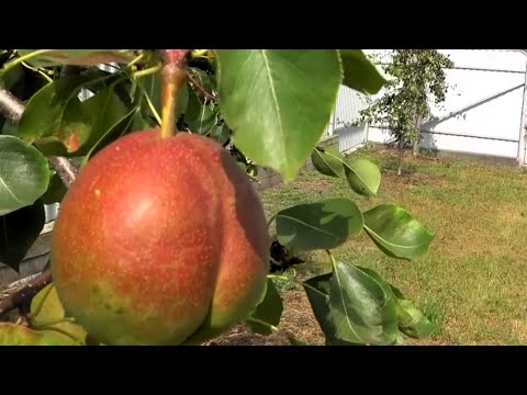 Видео: Часть 4. Обзор осенних и зимних сортов груши