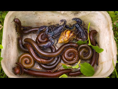 Видео: Где живут насекомые! 🐞 Многоножки, улитки и многое другое в моей деревне! #насекомые #многоножка