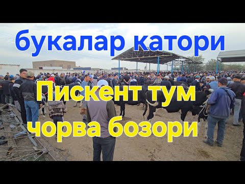 Видео: ТОШКЕНТ ВИЛОЯТИ ПИСКЕНТ ТУМ ЧОРВА БОЗОРИ БУКАЛАР КАТОРИ 01.10.2025