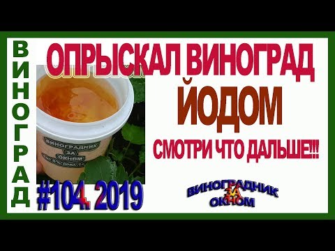 Видео: 🍇 ОБРАБОТАЛ виноград ЙОДОМ! И всё стало ясно и понятно! Йод в огороде, в саду и на винограднике.