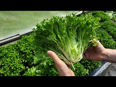 Видео: Выращивание 3-х вкуснейших салатов