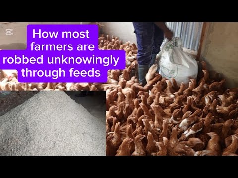 Видео: Воровство в моих кормах для птиц 😭, будьте осторожны при покупке кормов для птиц