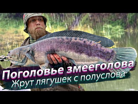 Видео: СТОЛЬКО ЗМЕЕГОЛОВОВ я ещё не ловил! Рыбалка в ливень.