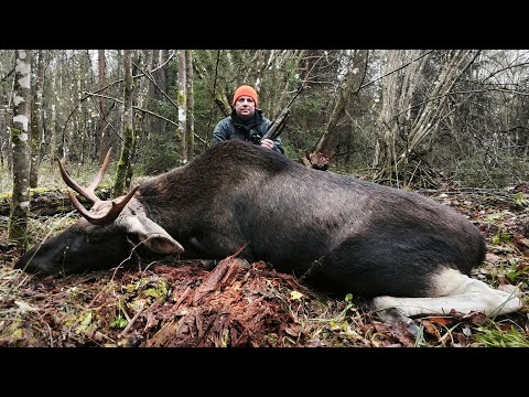 Видео: Охота НА ЛОСЯ. Бык пришел...