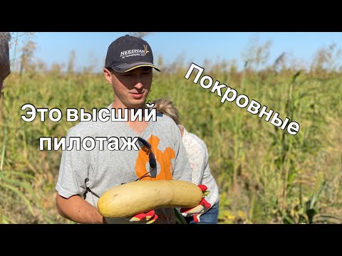 Видео: Покровные культуры у @АлексеяПерепелицы #notill