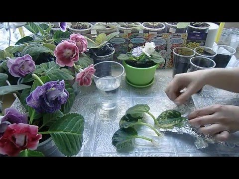 Видео: Фиалка из листа. Листочки дали маленькие детки 🌱