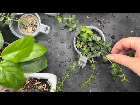 Видео: Хойи. Пересадка.🌿