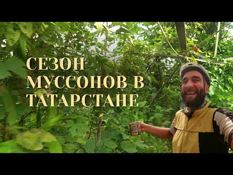 Видео: Велопутешествие сквозь ливни в тропический лес и волшебную мастерскую художницы в сердце Татарстана