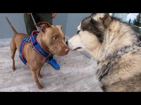 Видео: Не для Слабонервных! ПИТБУЛЬ ЗНАКОМИТСЯ С ХАСКИ и МАЛАМУТАМИ