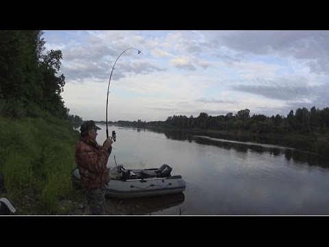 Видео: Ловим краснокнижную рыбу. Ловля стерляди на закидушки. Стерлядь на малька.