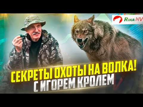 Видео: Охота на волка на вабу! Охотничьи секреты от Игоря Кроля. Как добыть волка?
