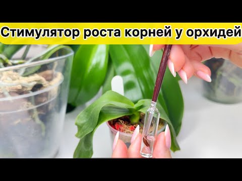 Видео: Орхидея без корней Стимулятор роста корней у орхидеи