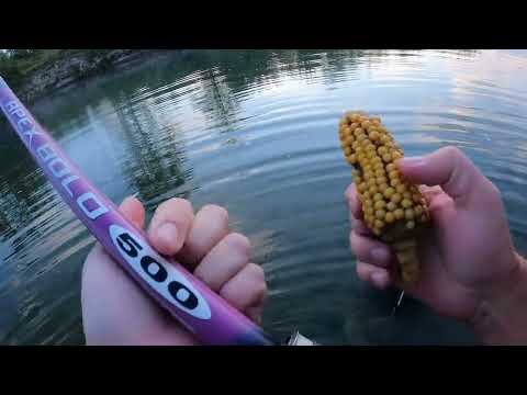 Видео: Зірвав Кукурудзу і На Риболовлю