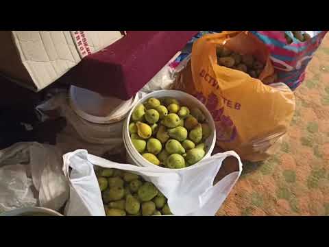 Видео: Будни в деревне. Начал сбор урожая на нашем новом участке. 