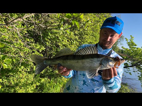Видео: Ловля судака с берега. Судак на малой реке.