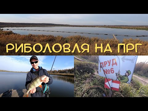 Видео: ПОТУЖНА РИБОЛОВЛЯ та ГАРНІ КРАЄВИДИ на ПРГ. ВЕЛИКИЙ ОКУНЬ на СПІНІНГ на СТАВІ №6