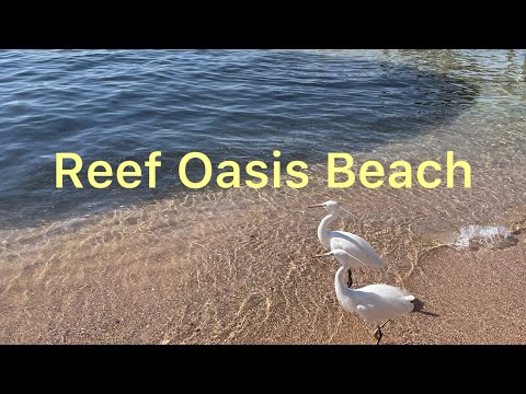 Видео: Риф Оазис Бич Резорт в феврале. Плохо и Хорошо:) не надо пока :)