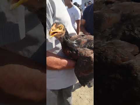 Видео: дакан бозори шахрихон  холдевонбек