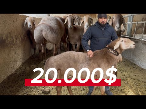 Видео: 🇰🇬🐑Арашан қўйлари нима билан фарқ қилади?” ТЕЗ КУНДА !!! 🇰🇬#рекомендация#bahodir_saidov#чорвачилик 