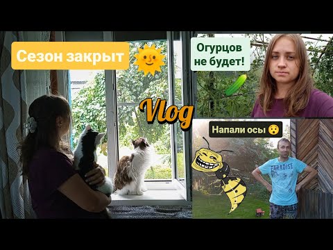 Видео: НА НАС НАПАЛИ ОСЫ И КЛЕЩИ!!/СОЛНЦА БОЛЬШЕ НЕ БУДЕТ???/СНИМАЕМ ОБШИВККУ ДОМА