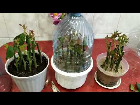 Видео: Черенкование роз.Результаты.