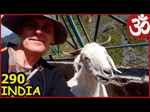 Видео: ИНДИЯ СЭЛФИ С КОЗЛОМ И ГИМАЛАЙСКИЙ ВОДОПАД. Дхарамсала