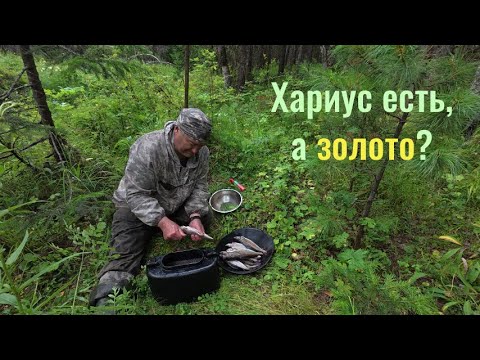 Видео: Таёжная речка. Ловлю хариуса. Ищу золото.