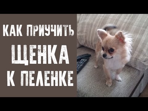 Видео: Как приучить щенка к пеленке. Чихуахуа.
