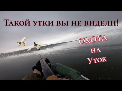 Видео: ОХОТА НА СЕВЕРНУЮ УТКУ. новое место/ТАКОЙ УТКИ ВЫ НЕ ВИДЕЛИ .