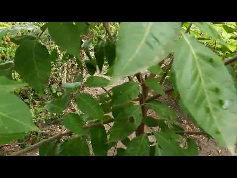 Видео: ЭВОДИЯ "ДАНИЭЛЯ" МЕДОВОЕ ДЕРЕВО. Павловния. 1 сентября 2023 г..