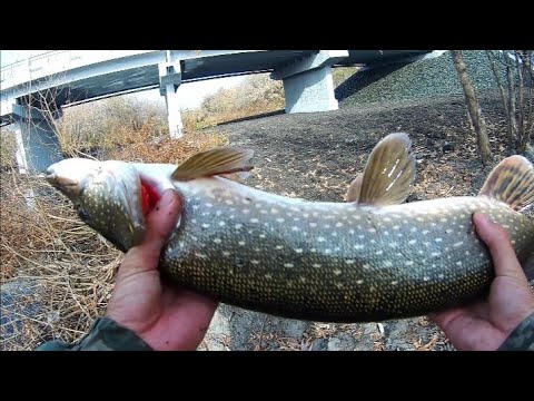 Видео: КАК КЛЮЕТ ЩУКА В ОКТЯБРЕ? ЩУКА ЛЮБИТ ЭТИ ПРИМАНКИ! ЩУКА НА Джиг 2024