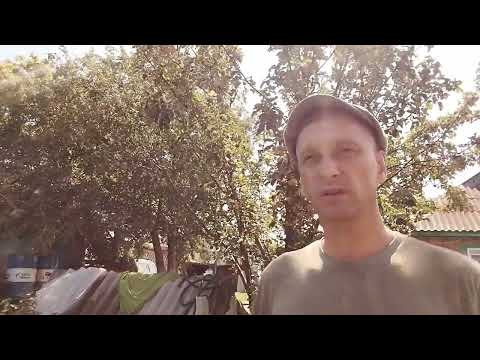 Видео: Сколько времени нужно чтоб родились новые пчёлы. Пасека от А до Я.