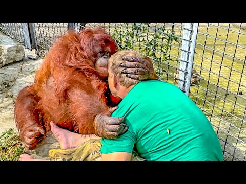 Видео: УХАХАТАЙКА! Орангутан Дана взяла шланг с водой и стала САМА КУПАТЬСЯ, а Олег Зубков учит ее)))