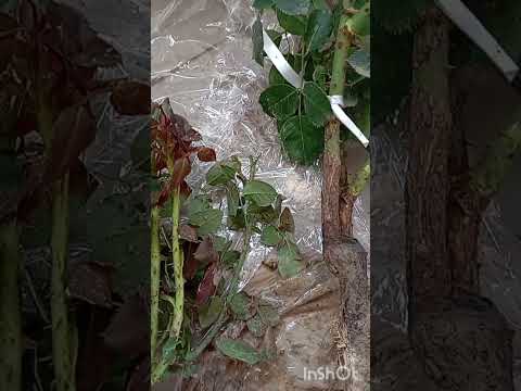 Видео: Розпаковка троянд розплідник Леськове 